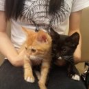 흑석24시동물병원 이미지