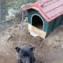 하룻강아지 이미지