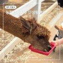 이동농업협동조합 경제사업장 | 안성 아이와 가볼만한곳 농협 안성팜랜드 할인 승마 핑크뮬리 날씨 먹이주기 체험