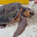 거북축산 이미지