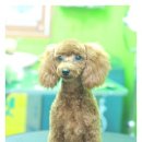 똘이펫 이미지