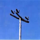 솟대 - 종로구 종로 336 | 솟대
