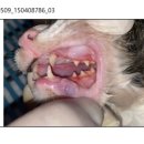 CH동물병원 이미지