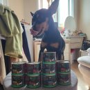 검프코리아 이미지