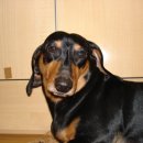 세진동물병원 이미지