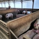 최씨농장 이미지