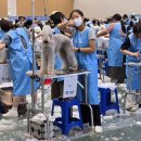 골든블랙123 | 제108회 KKF 전국 애견 미용 콘테스트 후기 : 베들링턴테리어 골든블랙123