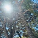 궁전 | 그리스 크레타 섬 크노소스 궁전 다녀온 후기