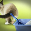 광양동물메디컬센터 이미지