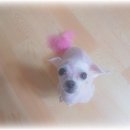 개님은 털빨 이미지