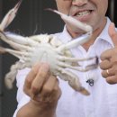 인천꽃게 티스토리