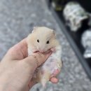 햄스터분양 베이비초롱 이미지