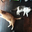 금동이PC 이미지