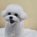 욜랑욜랑 이미지