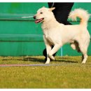 애견전람회 이미지