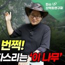 침침한 눈 번쩍! 통풍까지 다스리는 '이 나무' 이미지