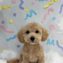 댕댕미장원 이미지