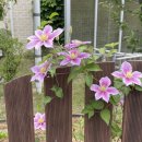 말라이카 이미지