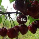 고흥-8호 이미지