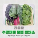 청정팜 | 라움팜 모듬쌈채소 솔직후기! 수경재배 쌈채소로 아삭한 건강 식탁 완성
