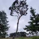 조형주유소