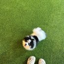 썸바디독스 파주분점 | 블챌:) 파주 애견운동장 | 수영장