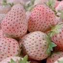 스노우 화이트-Snow White Strawberry 이미지