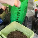 [새솔동 아파트 고추밭을 경매해보자]