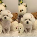 댕그루밍 이미지