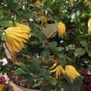 진도특산물 이미지