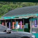 미란네