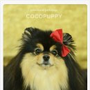 모리펫샵 이미지