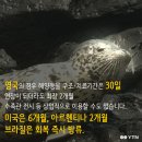 이상한나라의수족관