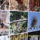 산약초건강원 - 속초시 중앙로143번길 15-1 | 산약초건강원