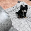 솔고지 | 강아지와 함께하는 2박 3일 가족여행