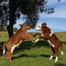 쿠팡마스터로 대박나기 | 내가 에프티아일랜드라고..?!!!!