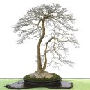 잡목분재 `단풍나무`기르기 이미지