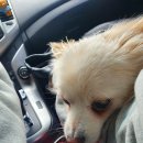 발트바우(WALD BOW) | 서울 근교 반려견들이 마음껏 뛰어놀수 있는 애견운동장 발트바우