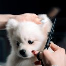 자연애견미용실 네이버블로그
