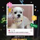 맘댕미 네이버블로그