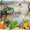 열대어(관상어) 기르기 입문 | 부산 연제구 관상어 수족관 벨리타 방문 후기 부산 플레코 · 구피 · 열대어 입문 추천
