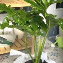 본호프 | 호프셀렘 5개월 키워 본 후기 공기 정화 키우기 쉬운 식물 대형 거실 화분 추천