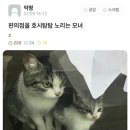 편의점을 호시탐탐 노리는 모녀강도단 이미지