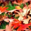 가을과 아토피 이미지