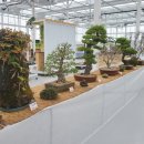 분재전시회 이미지