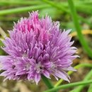차이브(CHIVES)