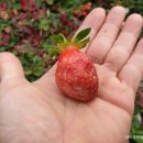 위미 모루왓 이미지