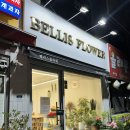 벨리스플라워