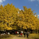 은행나무 이미지