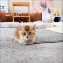 캣스토리 고양이분양 일산본점 이미지